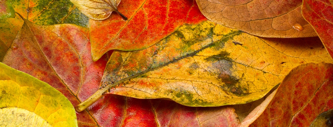 Fall News from Our Team